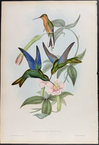 Gould - Temminck's Sapphire-wing Hummingbird (Pterophanes Temmincki)