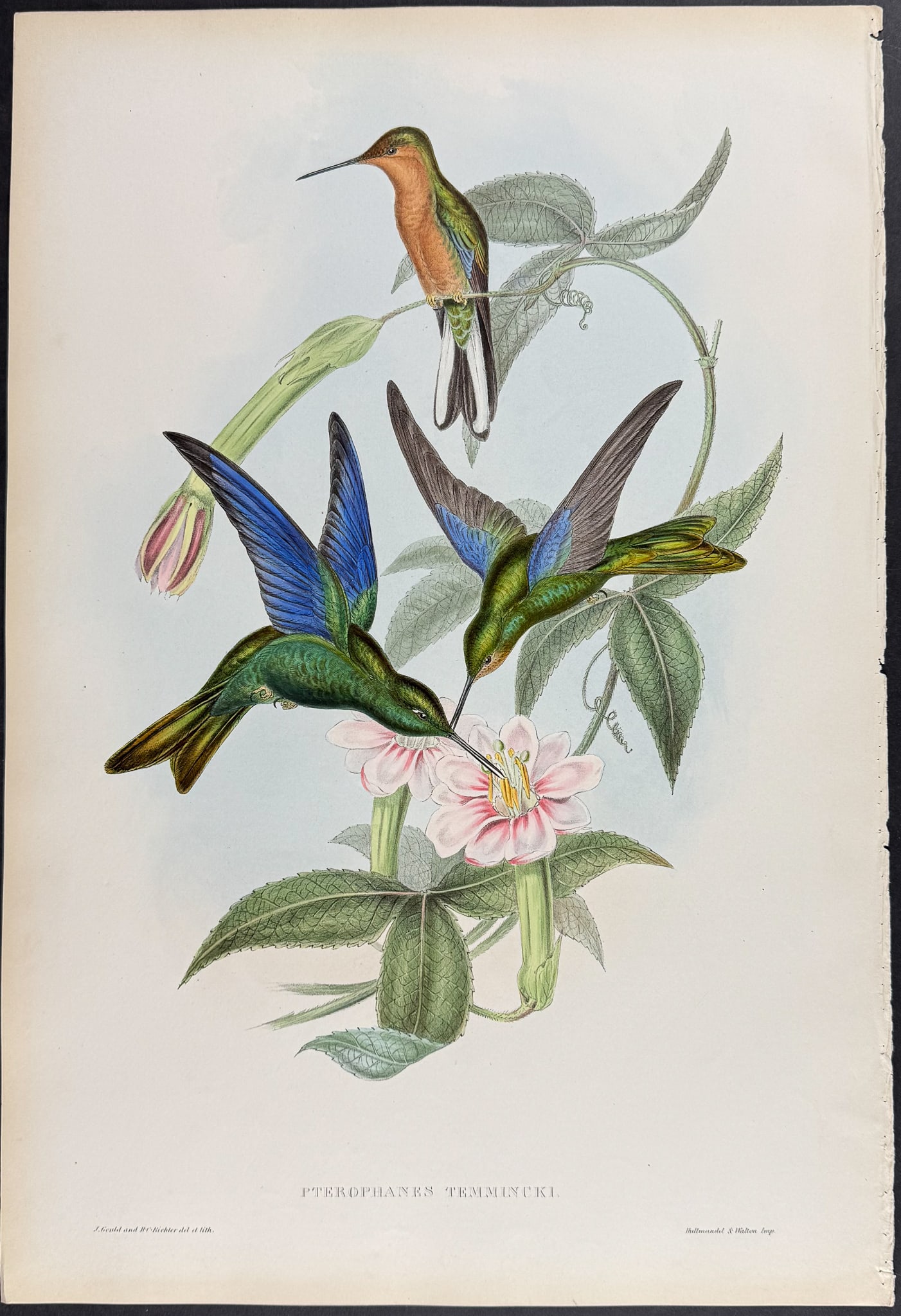 Gould - Temminck's Sapphire-wing Hummingbird (Pterophanes Temmincki) (1 of 1)