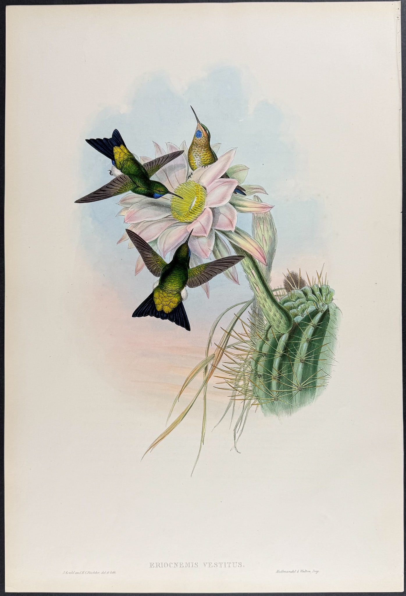 Gould - Glowing Puff-leg Hummingbird with Cactus (Eriocnemis Vestitus) (1 of 1)
