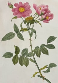 Redoute, Folio - Rose - Rosa Collina Monsoniana. 147