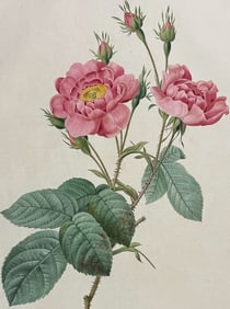 Redoute, Folio - Rose - Rosa Centifolia Amenonoides. 112
