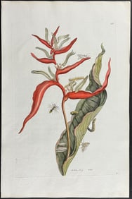 Merian, Folio - Heliconia or False Bird-of-Paradise Flower with Bee & Moth Metamorphosis. 54