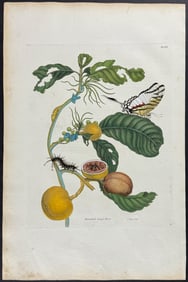 Merian, Folio - Passion Fruit with Butterfly Metamorphosis. 43