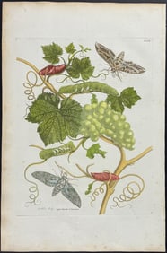 Merian, Folio - Grape Vine with Sphinx Moth Metamorphosis. 47