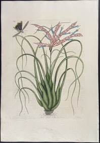 Catesby, First Ed - Wild Pine with Locusta (Cricket). 2-89