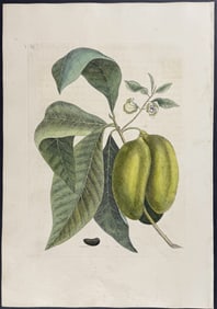 Catesby, First Ed - Anona (Pawpaw). 2-85