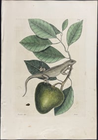 Catesby, First Ed - Guana (Iguana) with Pond Apple. 2-64