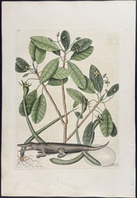Catesby, First Ed - Alligator with Mangrove Tree. 2-63