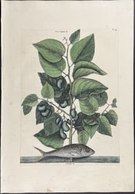 Catesby, First Ed - Pilchard with Ti-Ti. 2-24