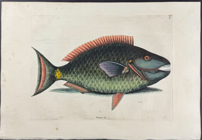 Catesby, First Ed - Parrot Fish. 2-29