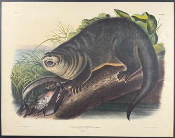 Audubon, Folio - Canada Otter. 51