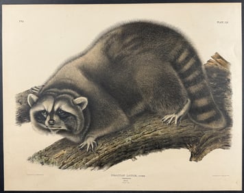Audubon, Folio - Raccoon. 61