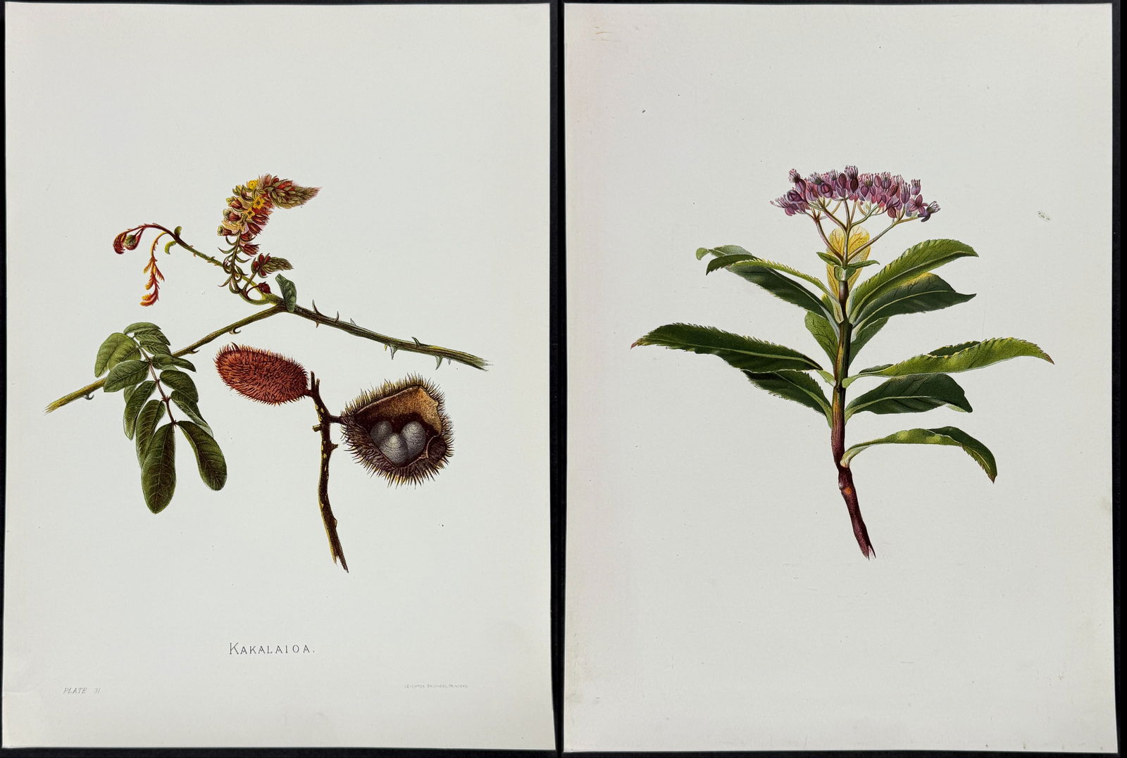 Sinclair - 5 Hawaiian Flower Prints