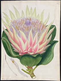 Andrews - Artichoke-like-flowered Protea