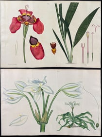 Andrews - 3 Botanical Engravings: Lily, Ferraria, Passion Flower