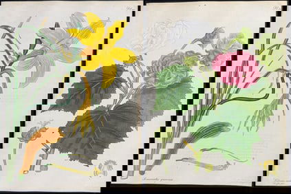 Andrews - 8 Botanical Engravings: Magnolia, Hibiscus, Lily, Amaryllis, Daffodil