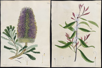 Andrews, Australia - 11 Botanical Engravings