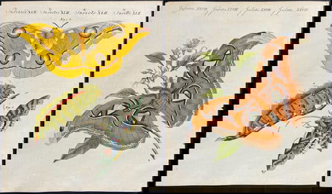 Bertuch - Pair of Moth Engravings; Atlas Moth & Moth Metamorphosis