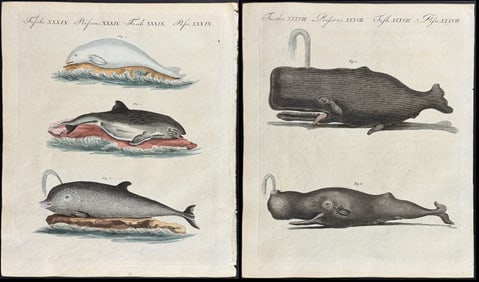 Bertuch - 3 Whale & Dolphin Engravings