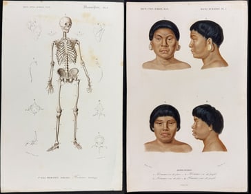 D'Orbigny - 6 Engravings of Indigenous People, Anatomy, Fetus