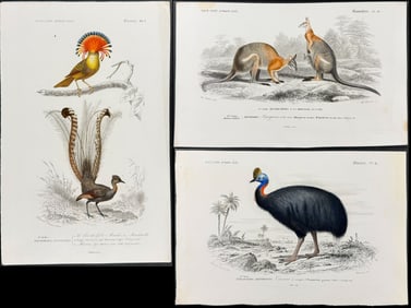D'Orbigny - 3 Engravings of Australian Animals (Kangaroo, Lyre Bird, Cassowary)