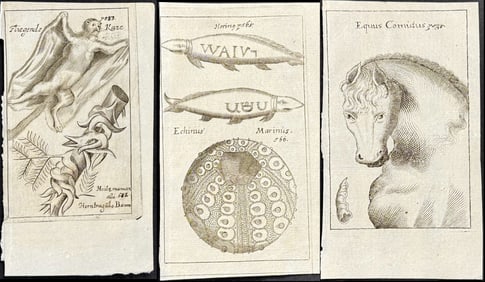 Seyfried - 7 Natural History Engravings: Flying Squirrel, Sea Life, Horse, Plants, Sun, Animal