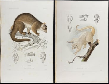 Dumont - 3 Phalanger (Possum Family) Engravings