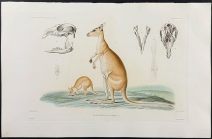 Dumont - Kangaroo (Halamture Agile) [Australia or New Holland]. 19