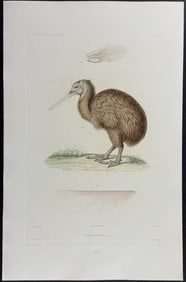 Dumont - Kiwi (Apteryx Austral) [New Zealand, Australia or New Holland]. 24