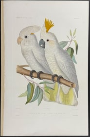 Dumont - White Cockatoo. 26