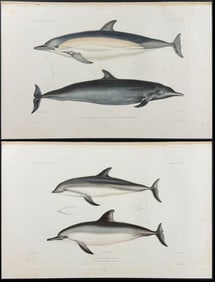 Dumont - 3 Dolphin Engravings