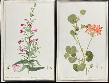 4 Original Watercolors of Botanicals after Ledl, Herz for Schkurh, Kniph, Jacquin, Cavanill