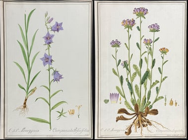 5 Original Watercolors of Botanicals after Ledl, Ledelmaur for Jacquin, Morison (according to