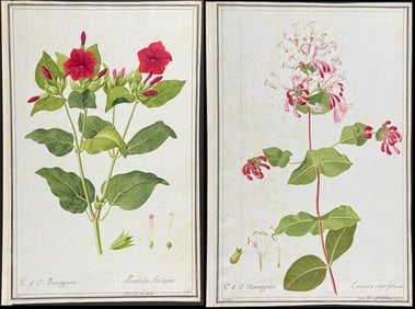 4 Original Watercolors of Botanicals after Ledl, Knapp for Blackwell, Jacquin (according to Linnaeus