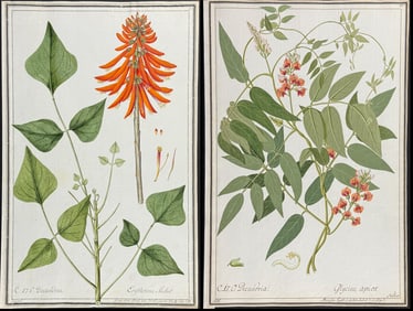 4 Original Watercolors of Botanicals after Ledl, Schmid, Nebl for Morison, Jacquin, Trew (according