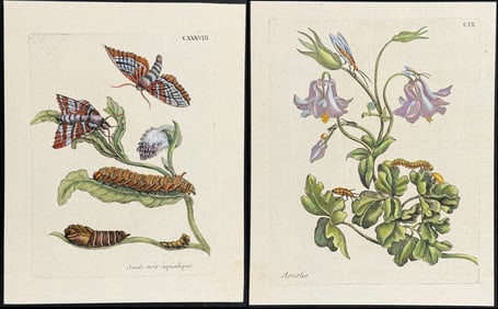 Merian - 5 Insect & Botanical Engravings