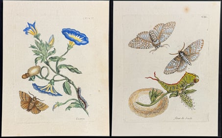 Merian - 4 Insect & Botanical Engravings