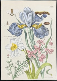 Merian - Iris & Daffodil with Insects. 161
