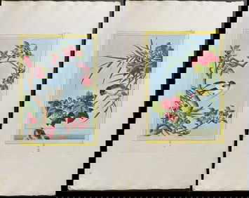 Buchoz - 4 Flower, Insect, & Bird Engravings