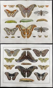 Seba - Pair of Butterfly Engravings