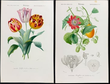 D'Orbigny - 10 Botanical Engravings