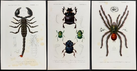 D'Orbigny - 8 Engravings of Beetles, Scorpion, Spider