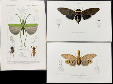 D'Orbigny - 11 Engravings of Moths, Locusts, Insects