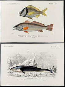 D'Orbigny - 6 Engravings of Fish & Whale