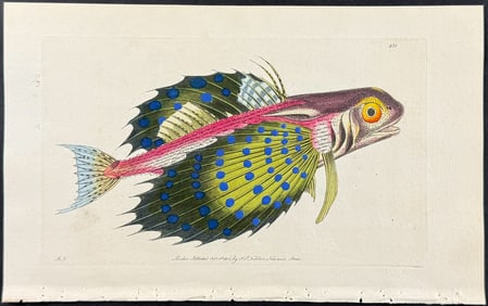 Shaw & Nodder - Flying Gurnard. 451
