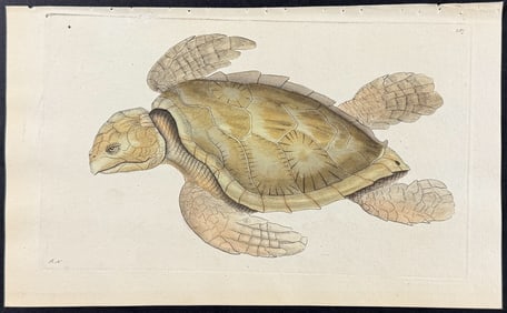 Shaw & Nodder - Imbricated Tortoise. 287