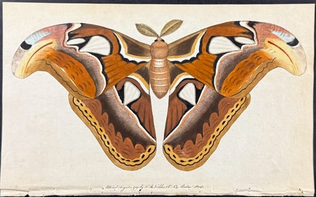 Shaw & Nodder - Atlas Moth. 2