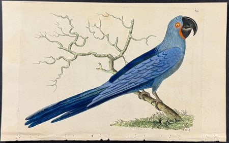 Shaw & Nodder - Hyacinth Macaw. 609