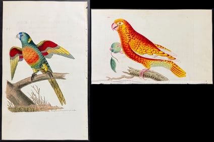 Shaw & Nodder - Pair of Parrot Engravings