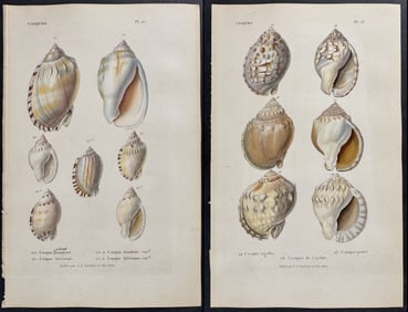 Kiener - 6 Shell Engravings